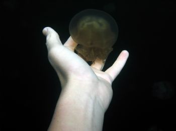 Stingless Jellyfish in Palau, Micronesia. February 2004. ... by Stuart Nelson 